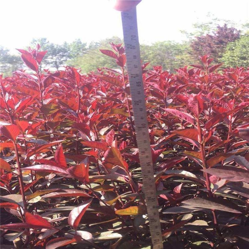 辽宁开原紫叶矮樱小苗杯苗工程苗繁育基地产地直发