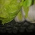 精品青州白菜（视频看货，产地直发）