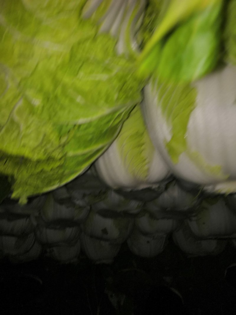 精品青州白菜（视频看货，产地直发）