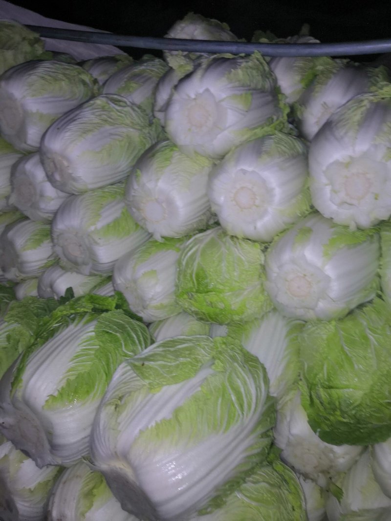 精品青州白菜（视频看货，产地直发）