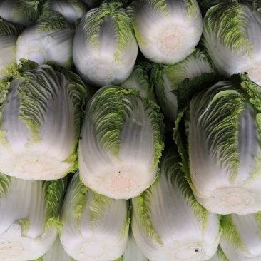精品青州白菜（视频看货，产地直发）
