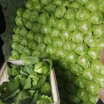 精品甘蓝量大质优电联