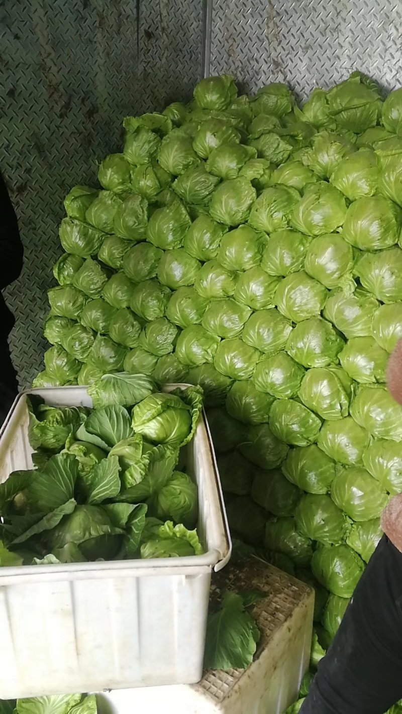 精品甘蓝量大质优电联
