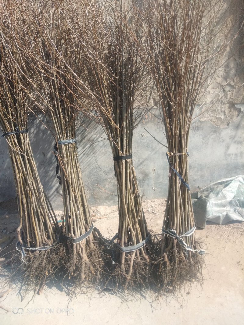 软枣树苗：软枣实生苗用于嫁接各种柿子树苗的钻木，用于绿化