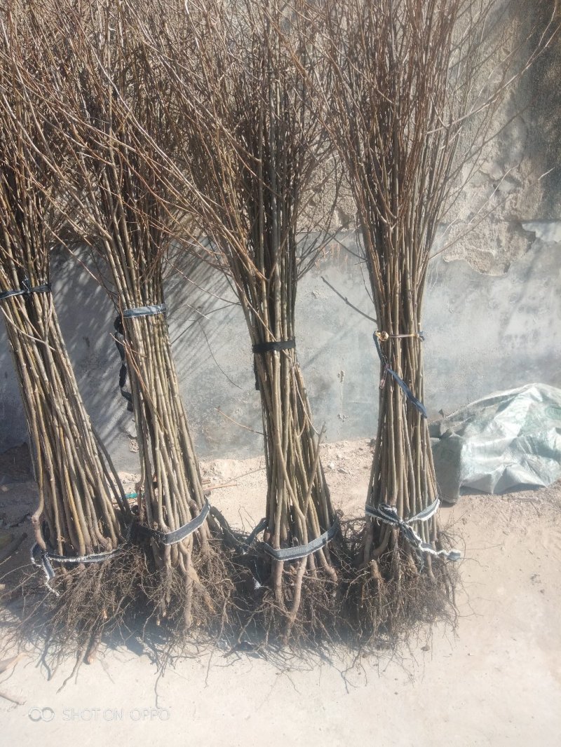 软枣树苗：软枣实生苗用于嫁接各种柿子树苗的钻木，用于绿化