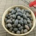 石莲子，常年批发供应石莲子