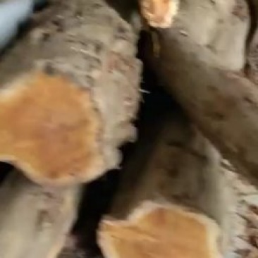 柘木