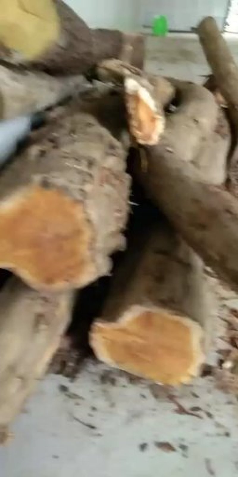 柘木