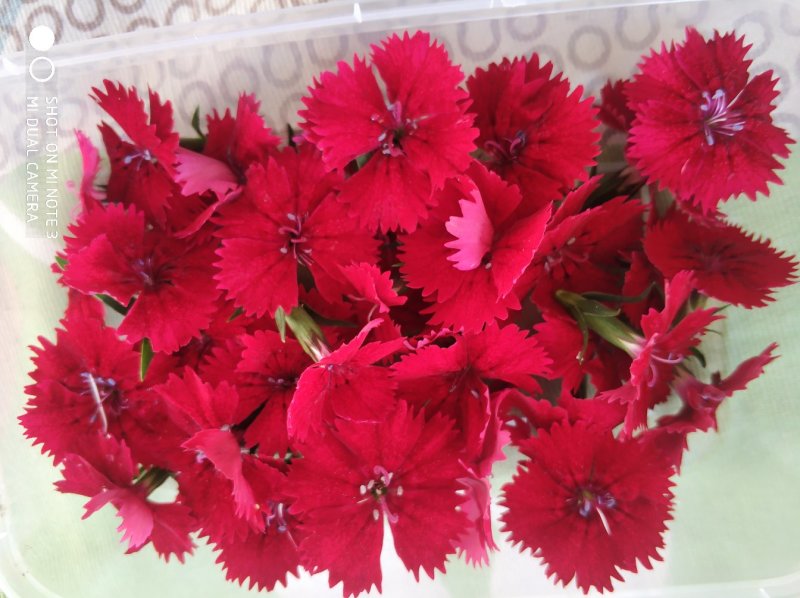 食用花草，三色堇