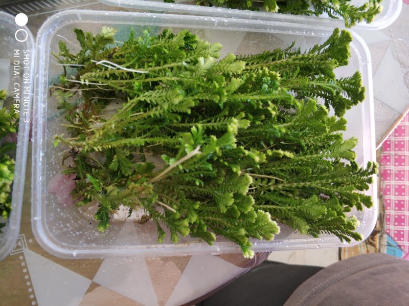 食用花草，三色堇