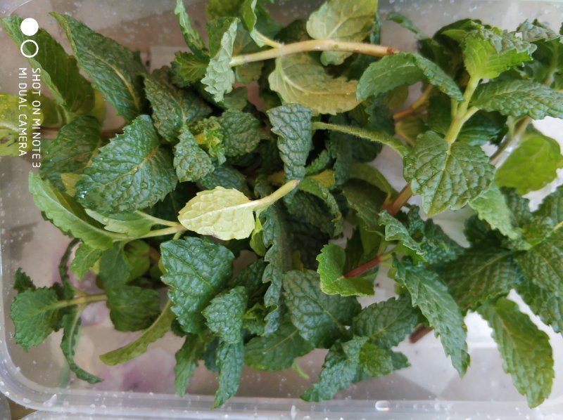 食用花草，三色堇