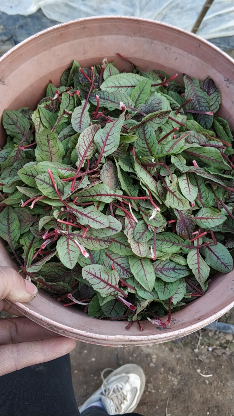 食用花草，三色堇