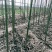 出售泡桐2万棵价格美丽量大从优3到10公分大量供货