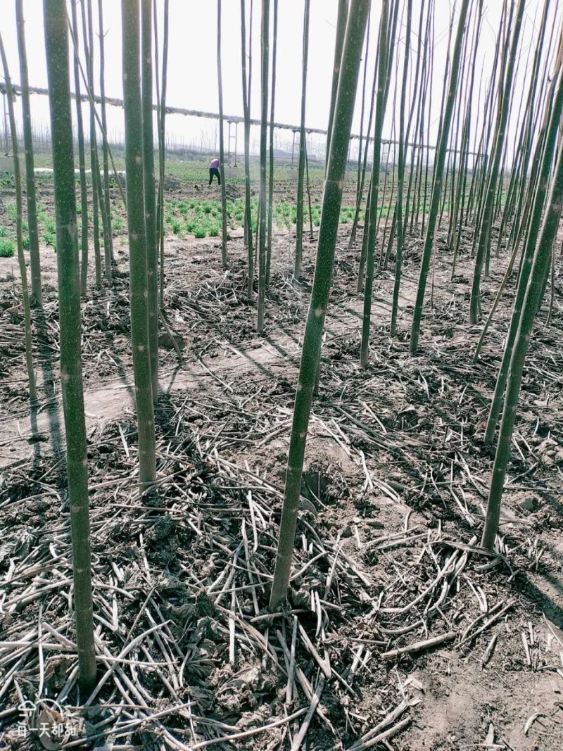 出售泡桐2万棵价格美丽量大从优3到10公分大量供货