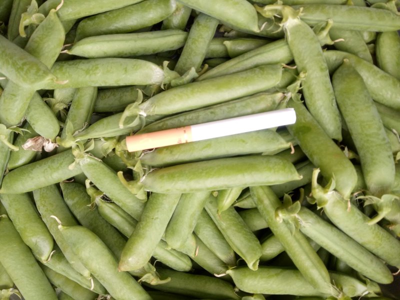 长寿仁碗豆大量供应，需要的老板联系，