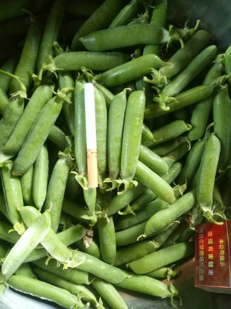 长寿仁碗豆大量供应，需要的老板联系，