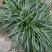 出售蓝麦冬种子需要的老板联系我