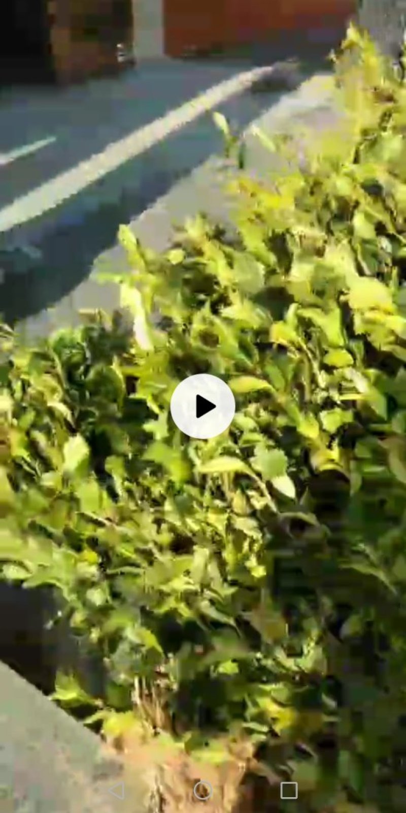 湖南油茶苗高产嫁接三年大杯油茶苗，二年生嫁接茶树苗。