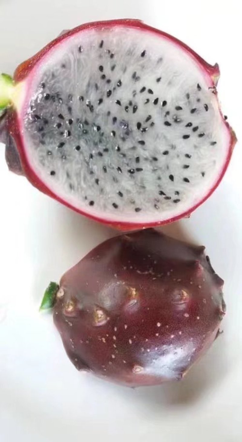 广西火龙果苗贡品火龙果红皮燕窝火龙果苗火龙果苗