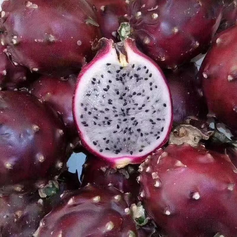 广西火龙果苗贡品火龙果红皮燕窝火龙果苗火龙果苗