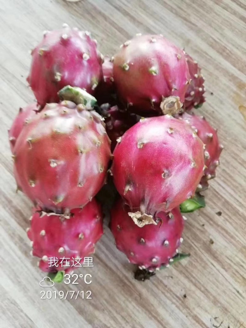 广西火龙果苗贡品火龙果红皮燕窝火龙果苗火龙果苗