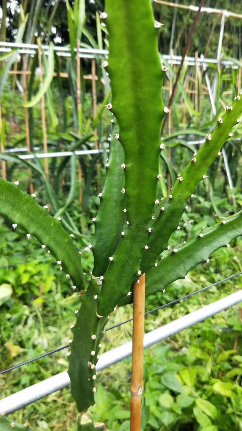 广西火龙果苗贡品火龙果红皮燕窝火龙果苗火龙果苗
