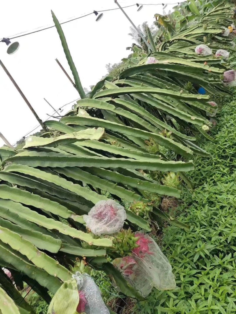 广西火龙果苗贡品火龙果红皮燕窝火龙果苗火龙果苗