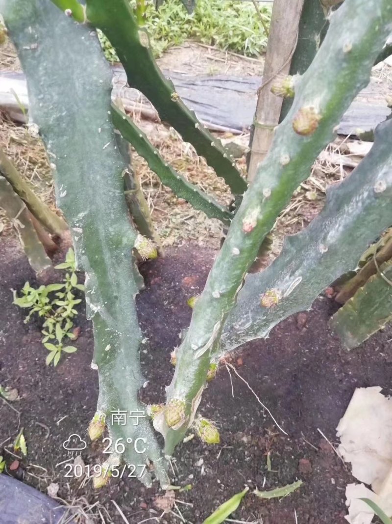 广西火龙果苗贡品火龙果红皮燕窝火龙果苗火龙果苗