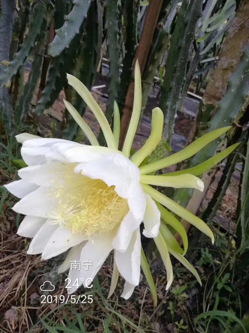 广西火龙果苗贡品火龙果红皮燕窝火龙果苗火龙果苗