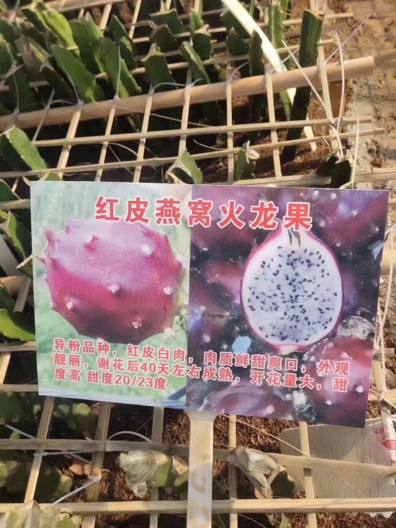 广西火龙果苗贡品火龙果红皮燕窝火龙果苗火龙果苗