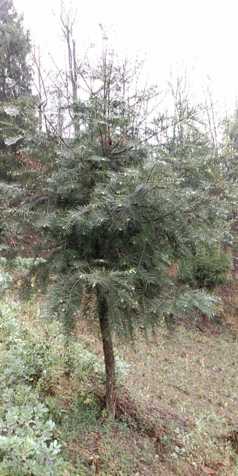 云杉