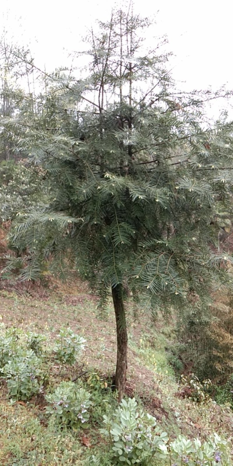 云杉