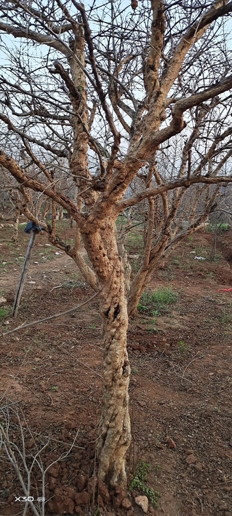 低价出售大红袍石榴树，红花、红果、个头大、口感极佳！