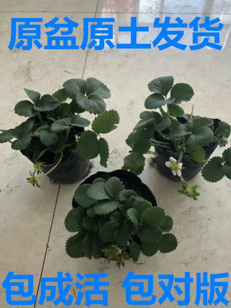 盆栽草莓苗带土带盆基地直发