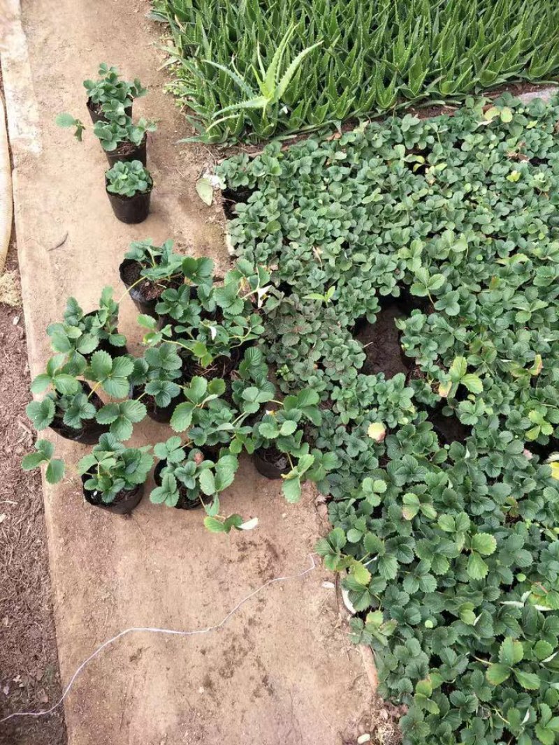 盆栽草莓苗带土带盆基地直发