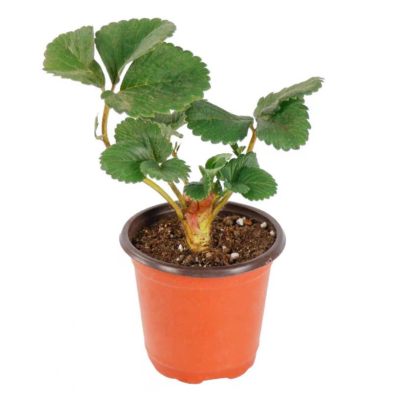 盆栽草莓苗带土带盆基地直发