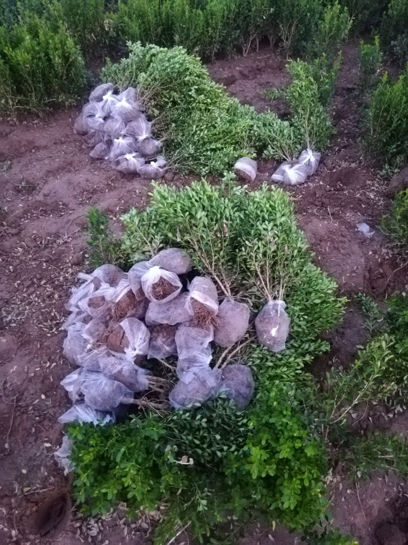 供应小叶黄杨30-60高