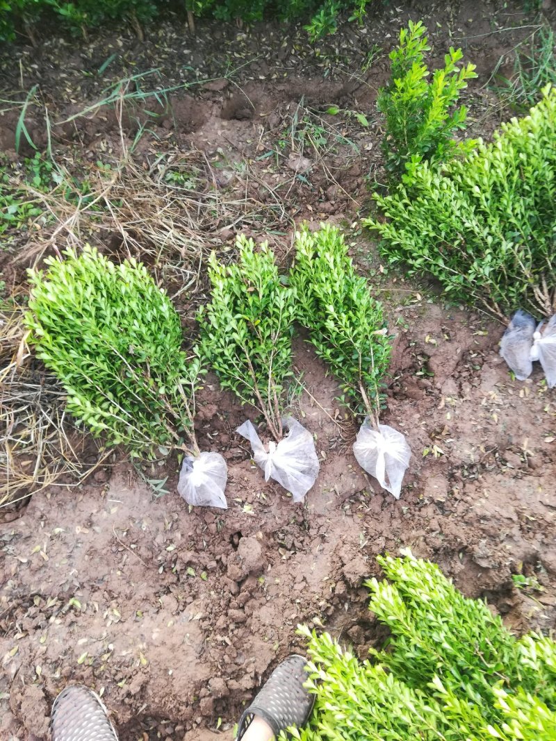 供应小叶黄杨30-60高