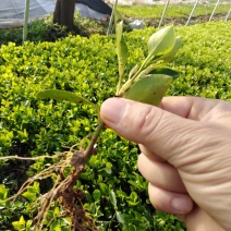 卫予、大叶黄杨、小叶黄杨、北海道黄杨、等各种绿化小苗上市