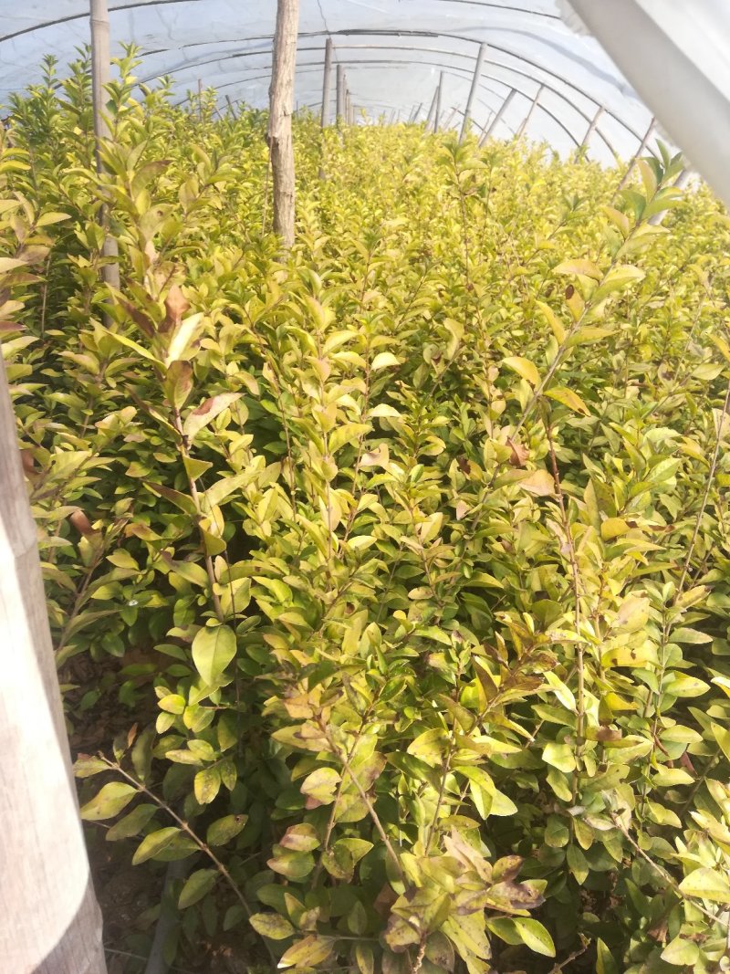 金叶女贞50-80公分高有量