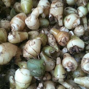 野生毛慈菇野生毛慈菇