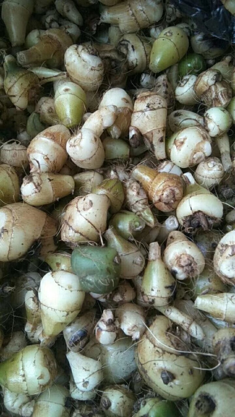 野生毛慈菇野生毛慈菇