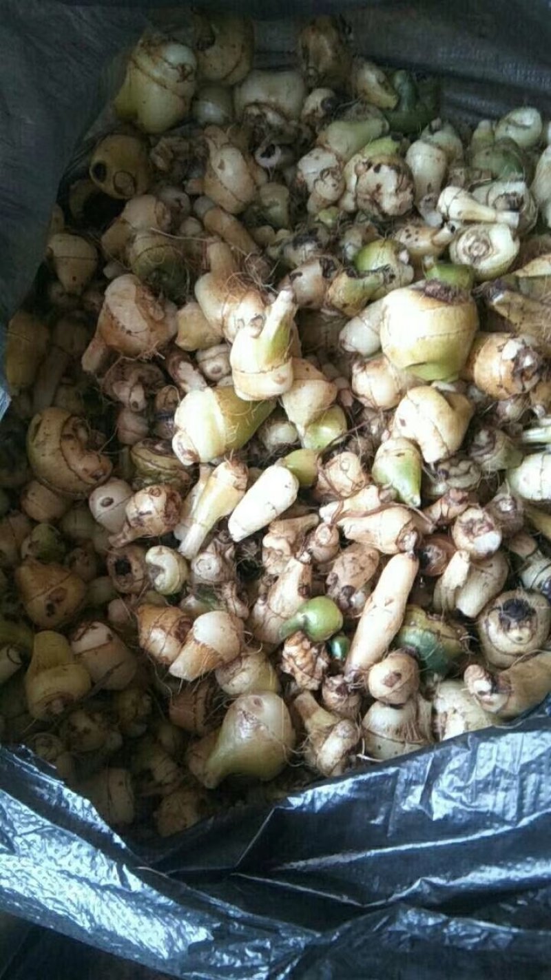 野生毛慈菇野生毛慈菇