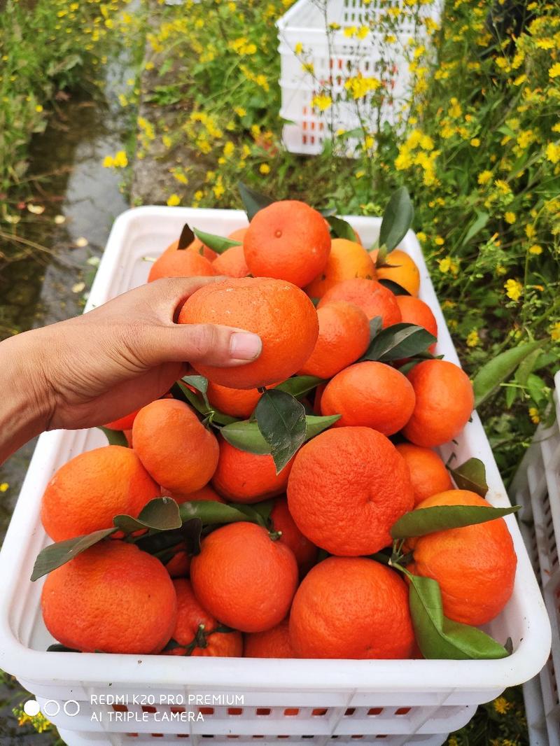 四川夏橙，味道好，水份足，大量上市支持整车代发