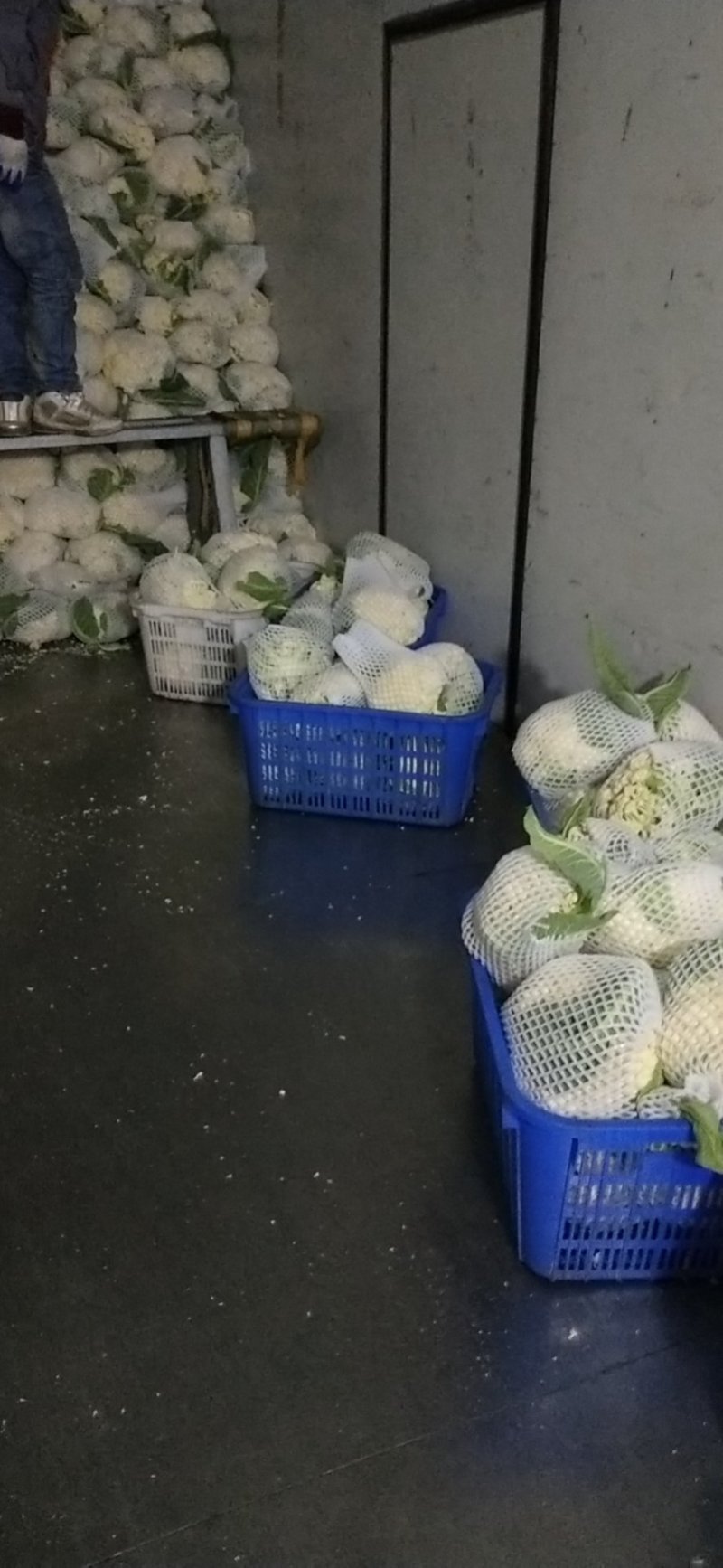 【花菜】湖北优质松花菜大量现货供应全国发售欢迎咨询