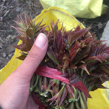 香椿芽【豆皮香椿卷】将香椿洗净，放入水中烫一下；将锅中排