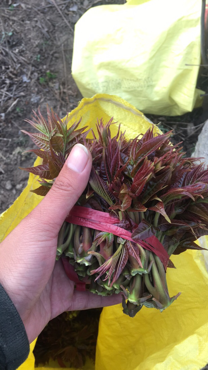 香椿芽【豆皮香椿卷】将香椿洗净，放入水中烫一下；将锅中排