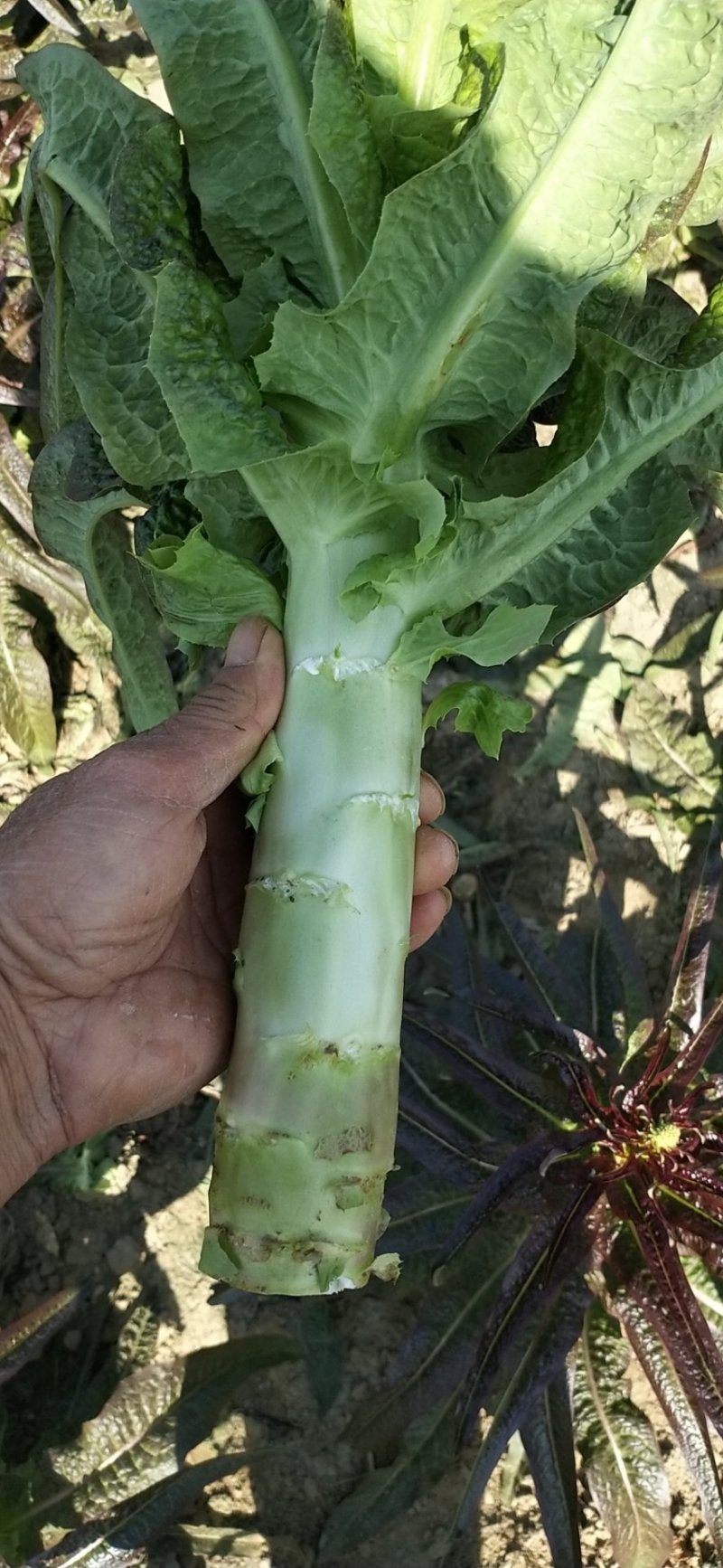 【莴苣】湖北红叶香莴苣产地直发可视频看货品质保证
