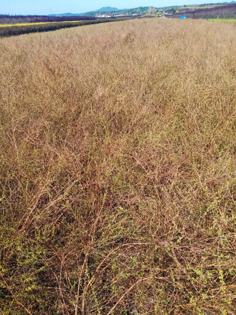 珍珠绣线菊，珍珠绣线菊球