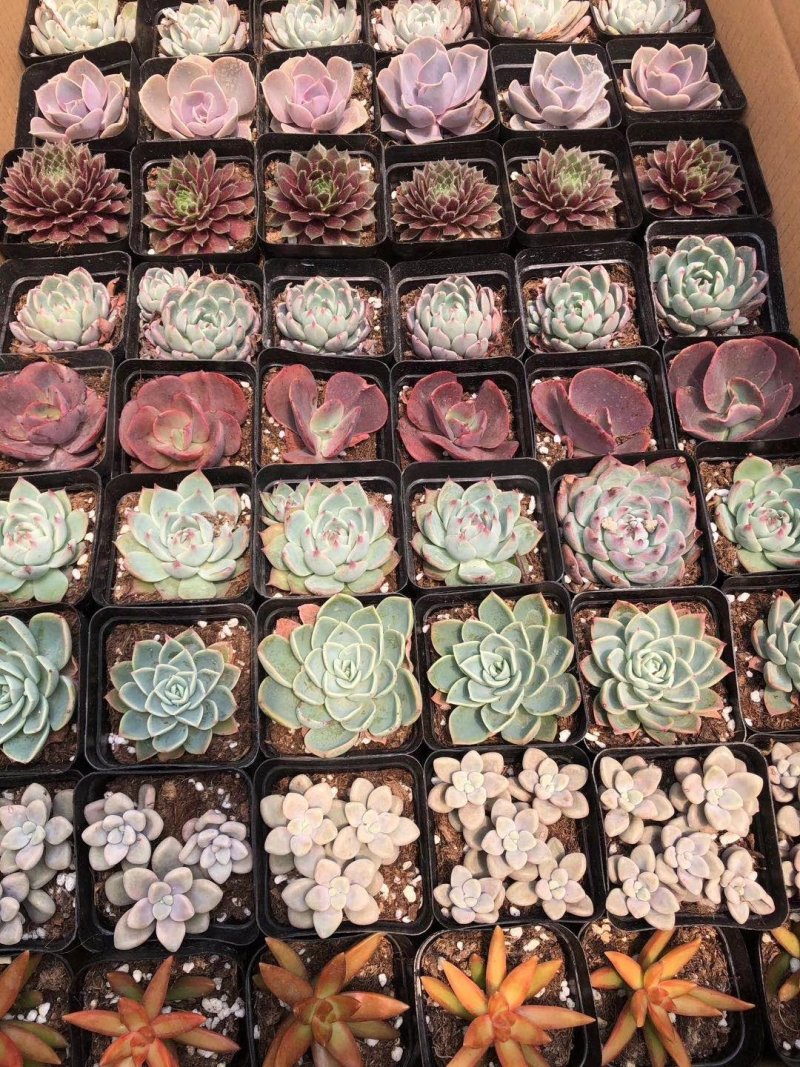 多肉批发整件状态好